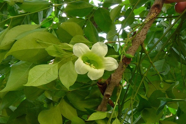 供應(yīng)綠寶樹 5公分天竺桂 玉林3公分九里香 海南菜豆樹