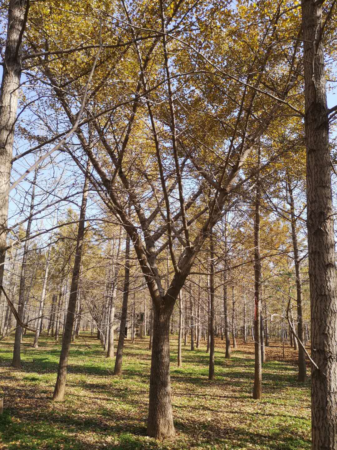 临沂市山东嫁接银杏树基地厂家山东嫁接银杏树基地-山东嫁接银杏树价格-2020年山东嫁接银杏树树批发价格