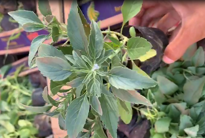 山東青州草*尾草-草*尾草批發(fā)、促銷價格、產(chǎn)地貨