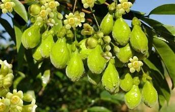 供应玉林沉香苗 沉香树 广西奇楠沉香苗种植场图片