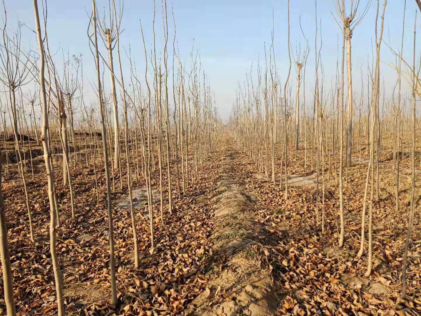 河南白蠟小苗、種植、基地、批發(fā)、價格【惠民縣地之初苗木種植合作社】