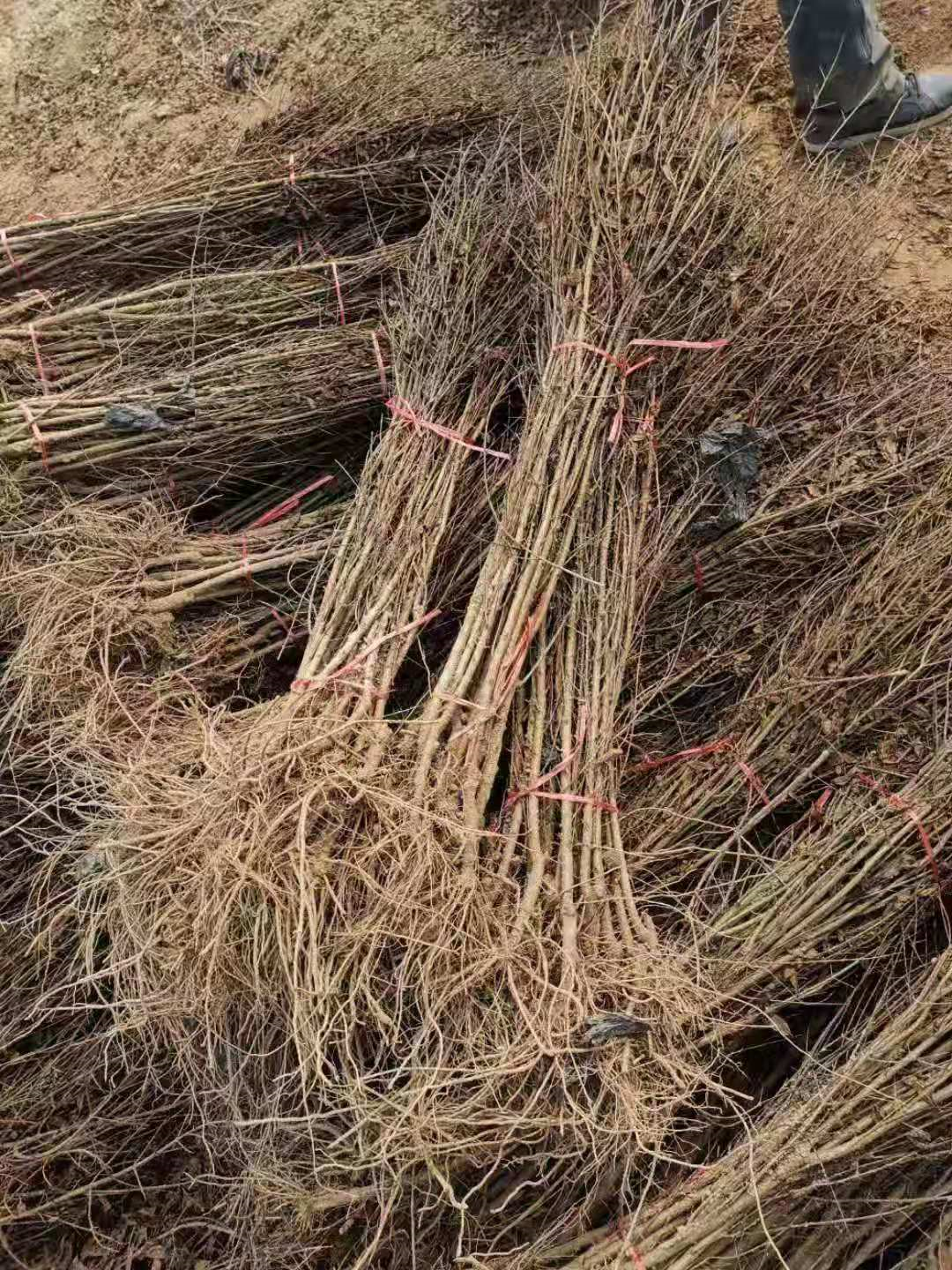 河陰軟籽石榴樹苗圖片/河陰軟籽石榴樹苗樣板圖 (3)