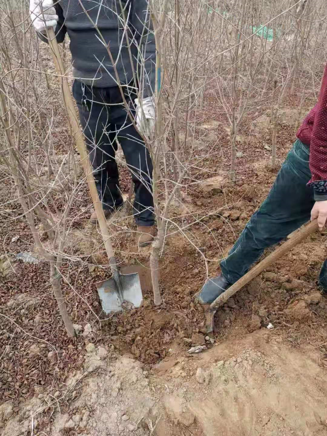 河陰石榴苗圖片/河陰石榴苗樣板圖 (3)
