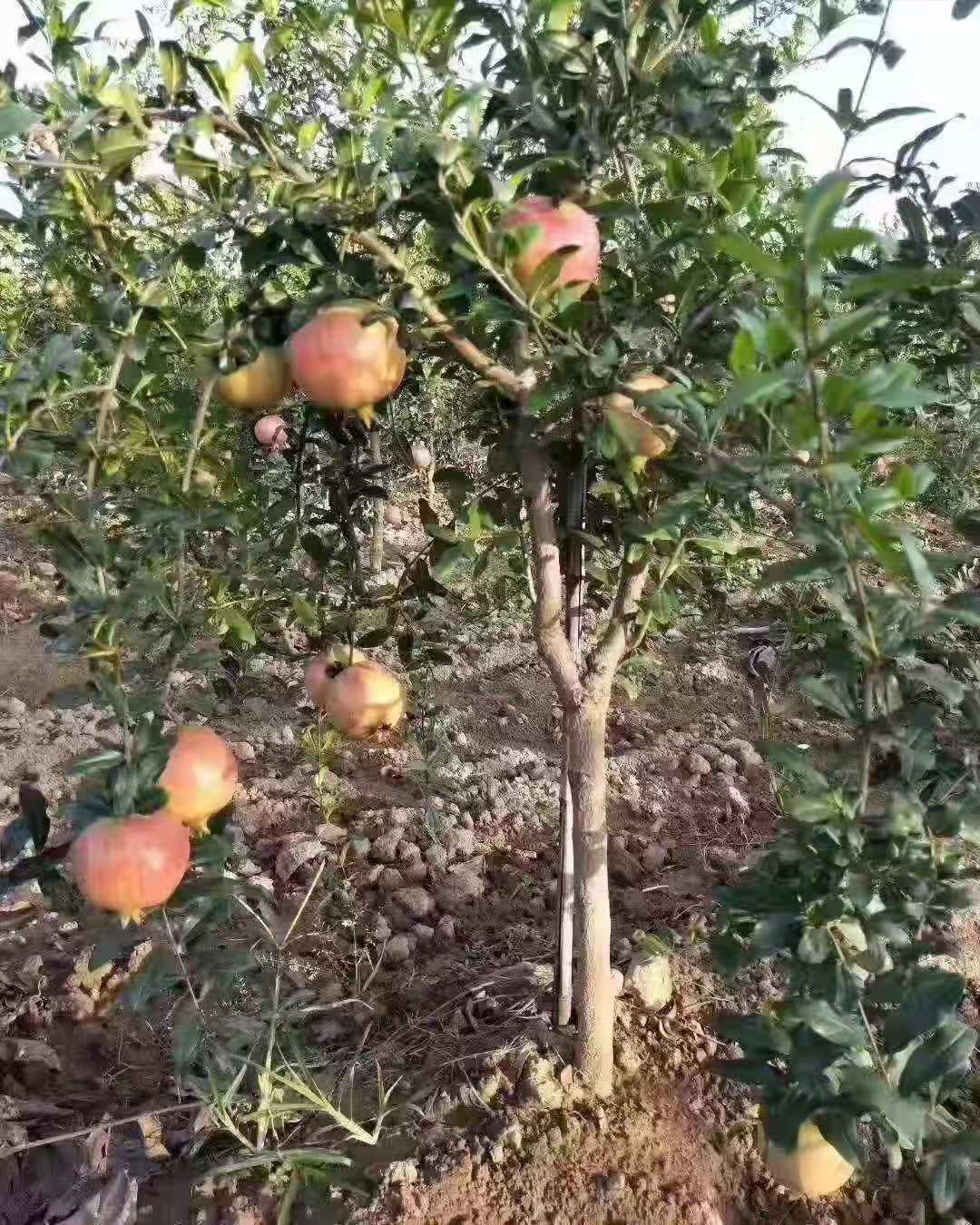 河南無籽水晶石榴苗 石榴苗基地直銷 兩年石榴苗批發(fā)