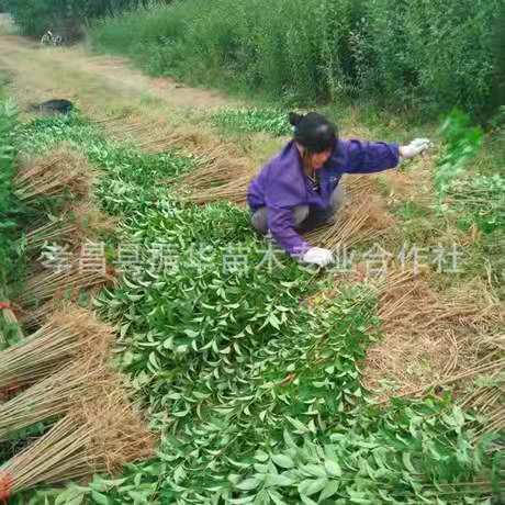 孝感市批发工程绿化苗厂家