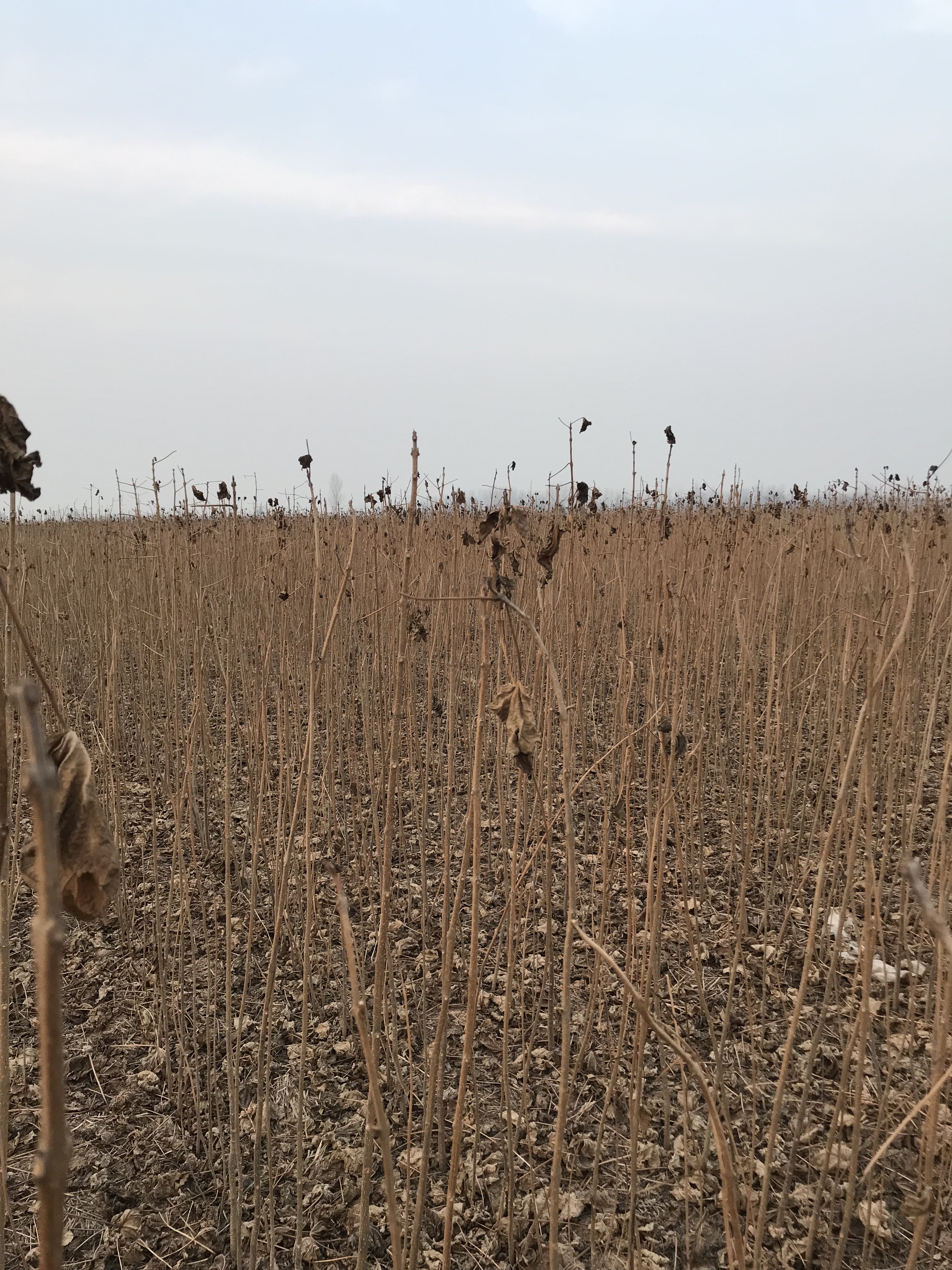 专业培育楸树苗种植基地直销，河南优质楸树苗批发价-价格-价钱，河南楸树苗供应商图片