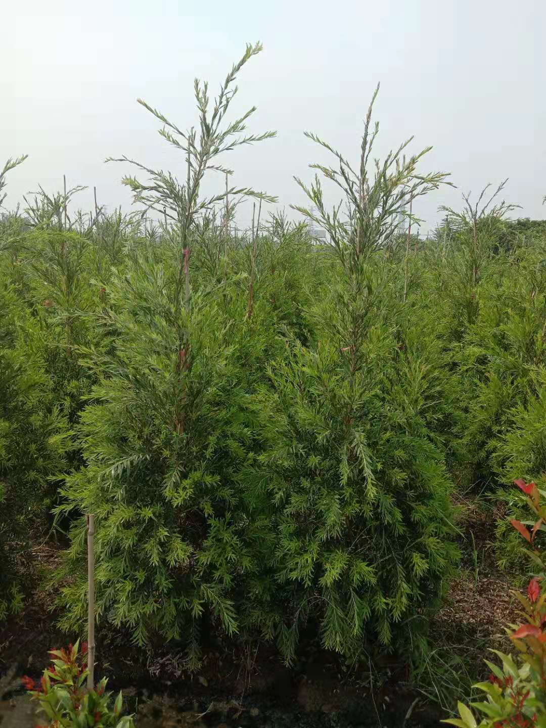 重庆多花红千层重庆红千层种植基地、多花红千层一手批发、红千层供应商【绿源苗木基地】、 重庆多花红千层