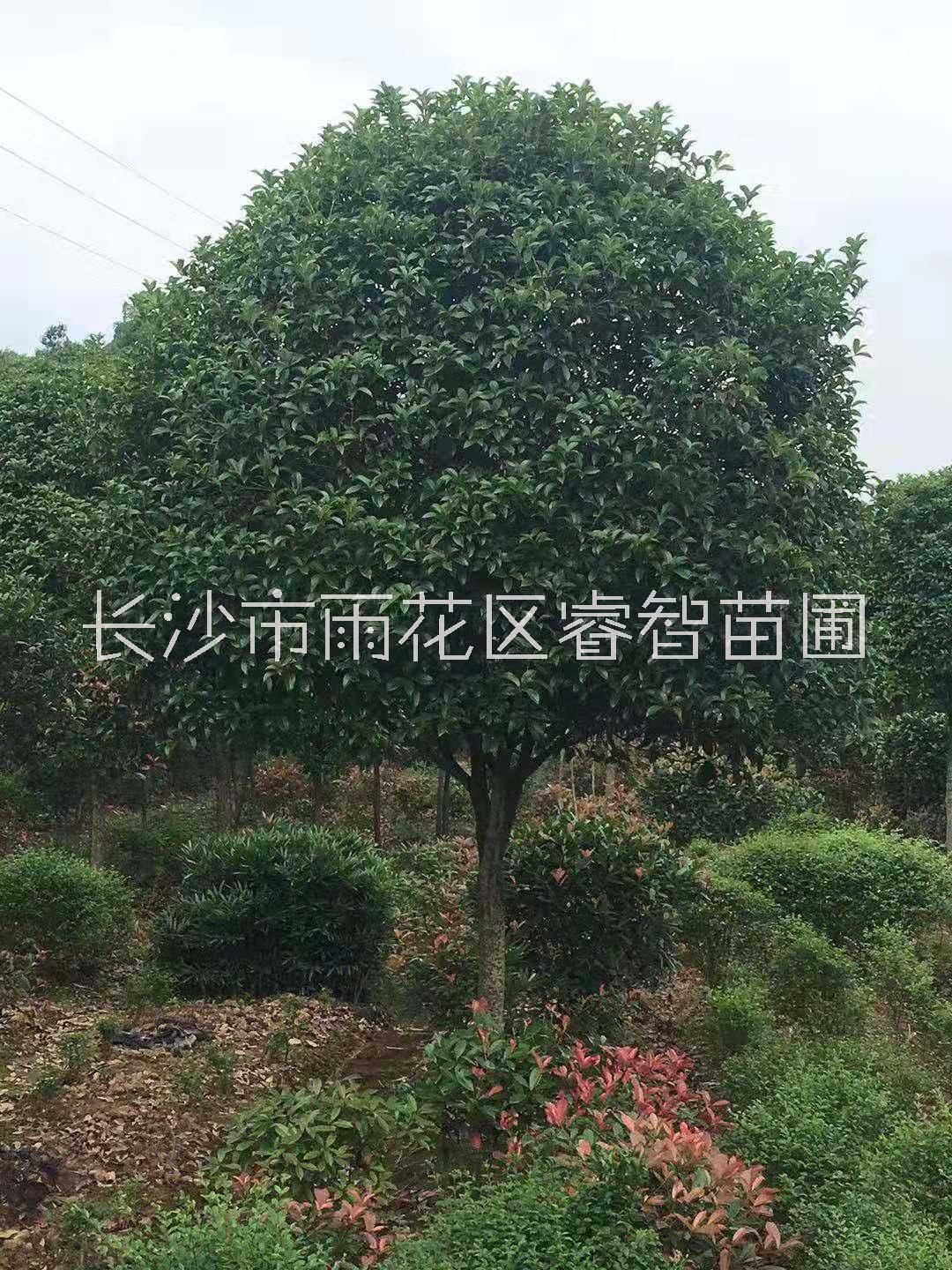 桂花树价格图片