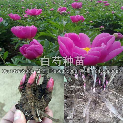 白芍种苗,白芍苗批发,红花白芍种苗价格,白芍苗价格,白芍种苗批发厂家,白芍苗,芍药苗,赤芍苗图片