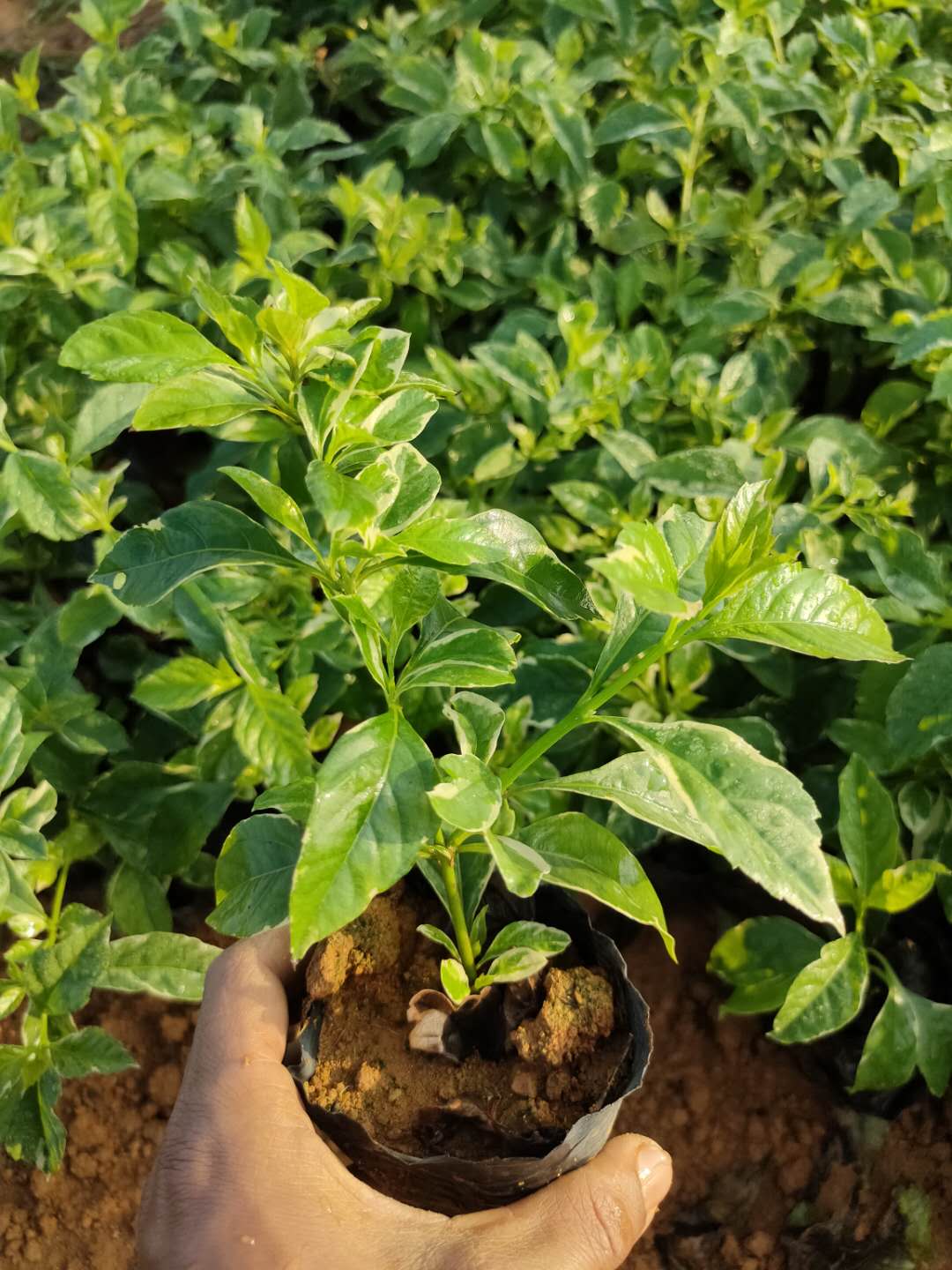 花叶连翘价格 花叶连翘地被苗种植基地 大量供应花叶连翘图片