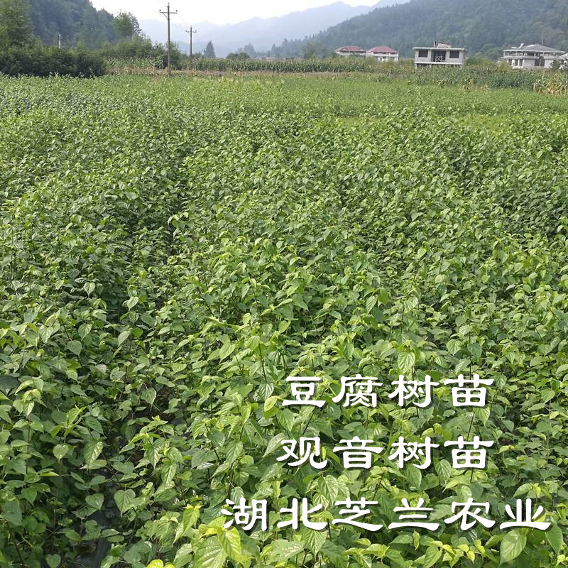 苗农直供观音树_绿色豆腐树苗_神仙树种植技术及重庆斑鸠叶树种植前景分享图片