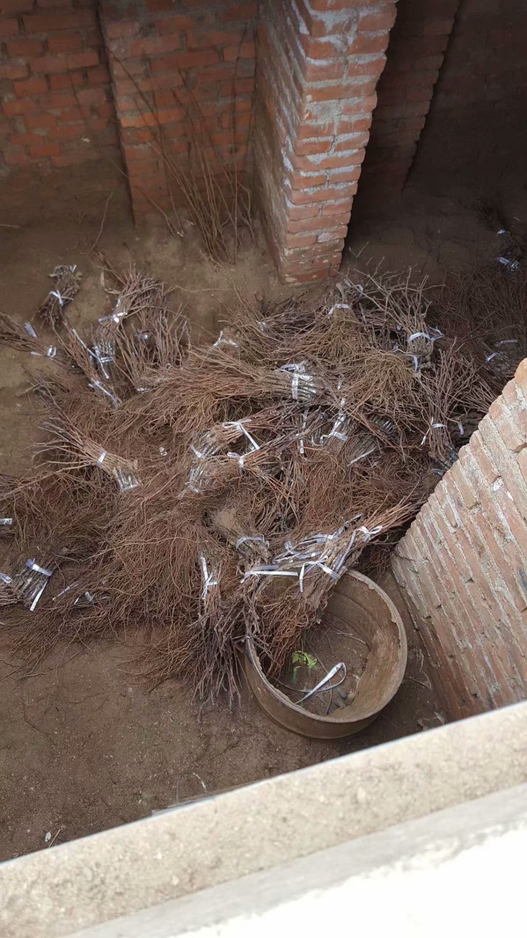 夏黑葡萄苗圖片/夏黑葡萄苗樣板圖 (3)