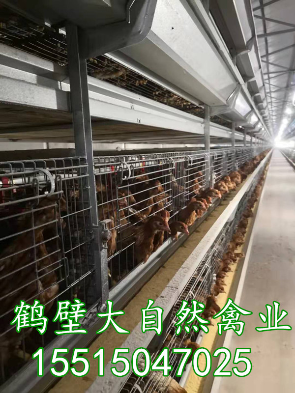 青年雞批發(fā)價(jià)格--60天青年雞圖片
