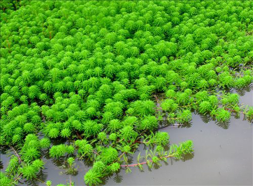 貴州菹草基地，貴州水生植物基地 沉水植物批發(fā)，價格