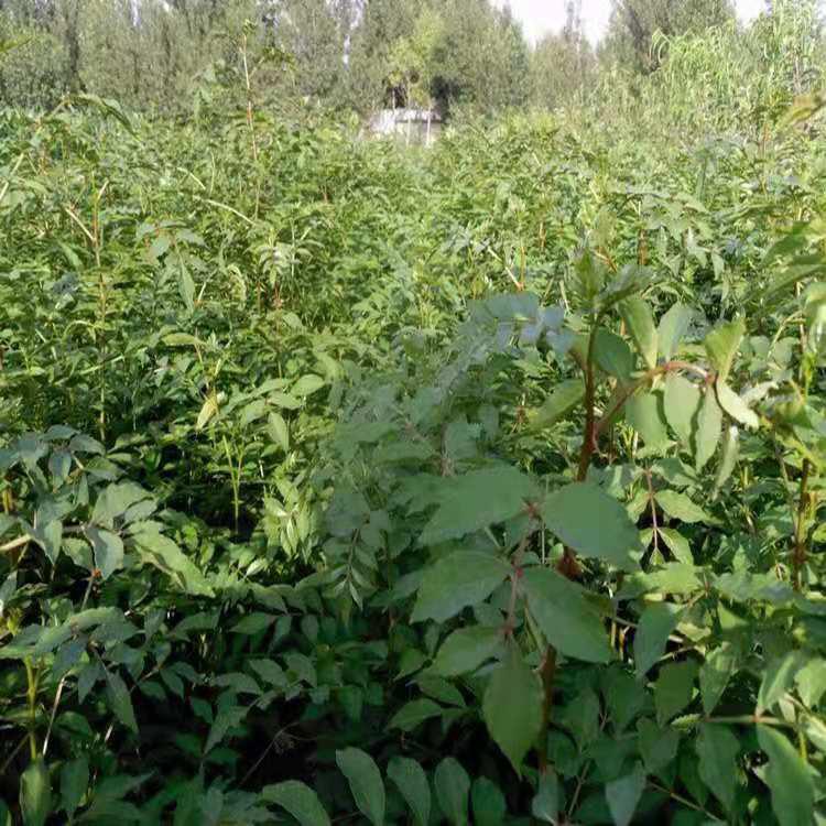 花椒種子圖片/花椒種子樣板圖 (4)