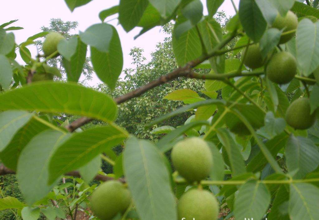 南充核桃嫁接苗种植基地、批发、价格、种植技术【简阳市旭辉苗木有限公司】图片