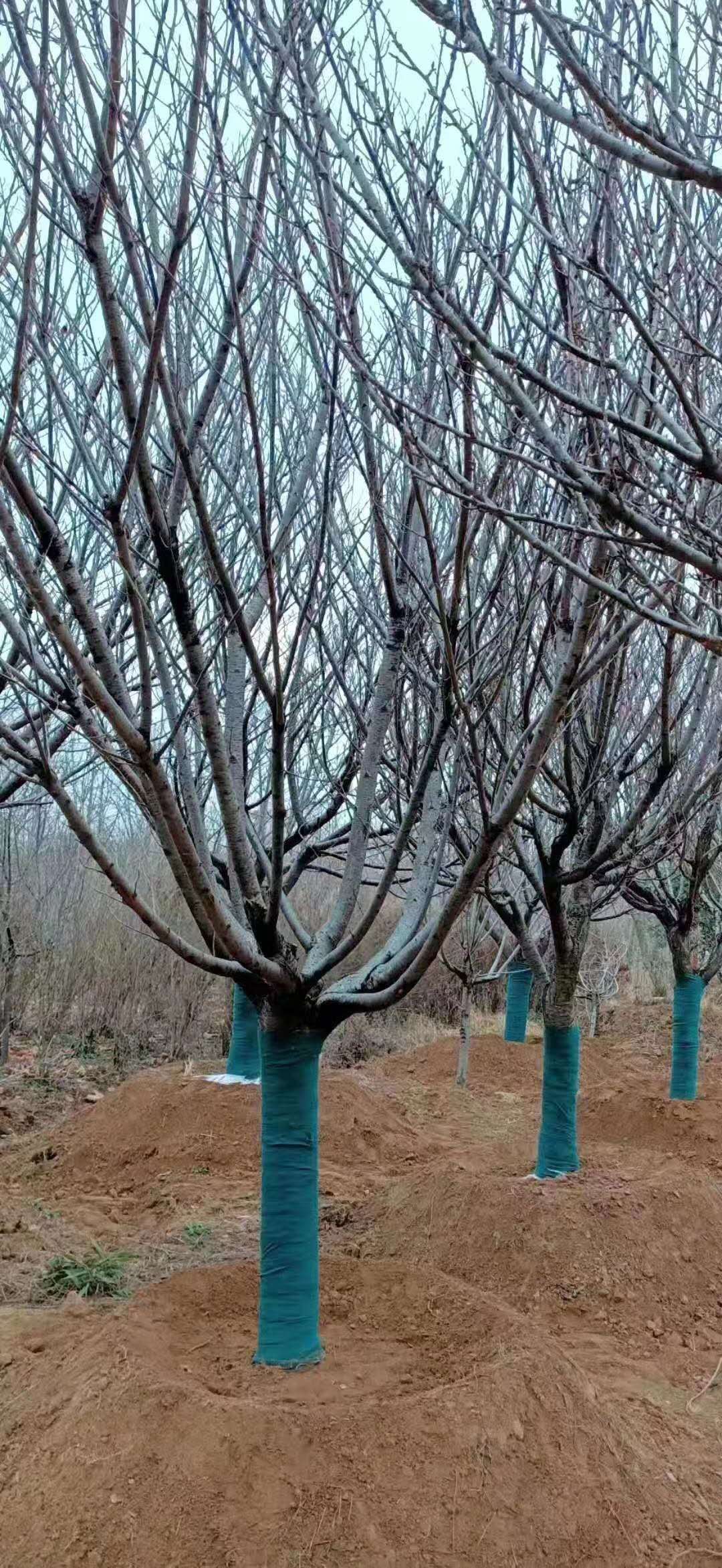 徐州市中国红樱花厂家邳州市中国红樱花树苗种植基地 批发价格