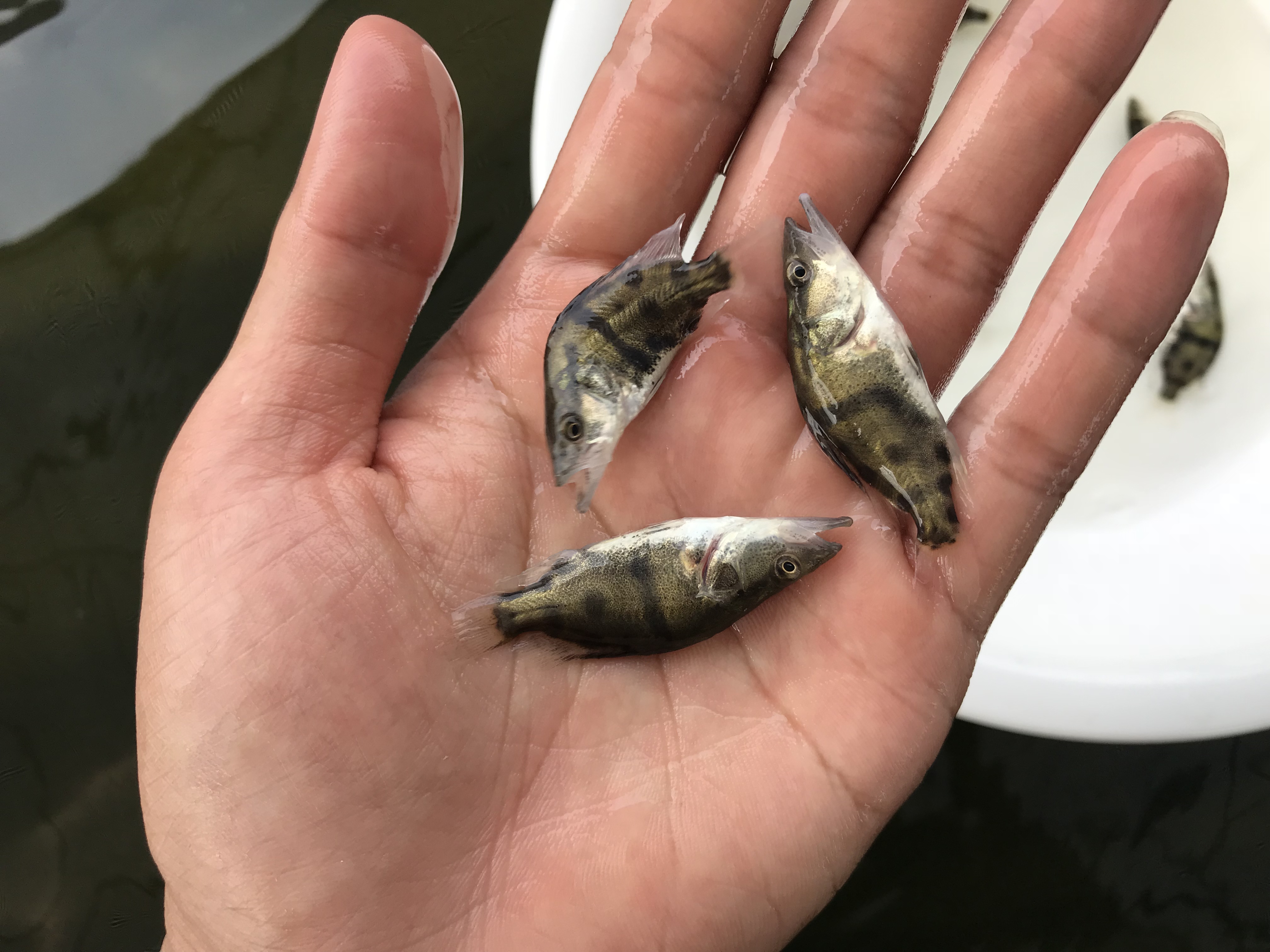 桂花魚(yú)苗圖片/桂花魚(yú)苗樣板圖 (3)