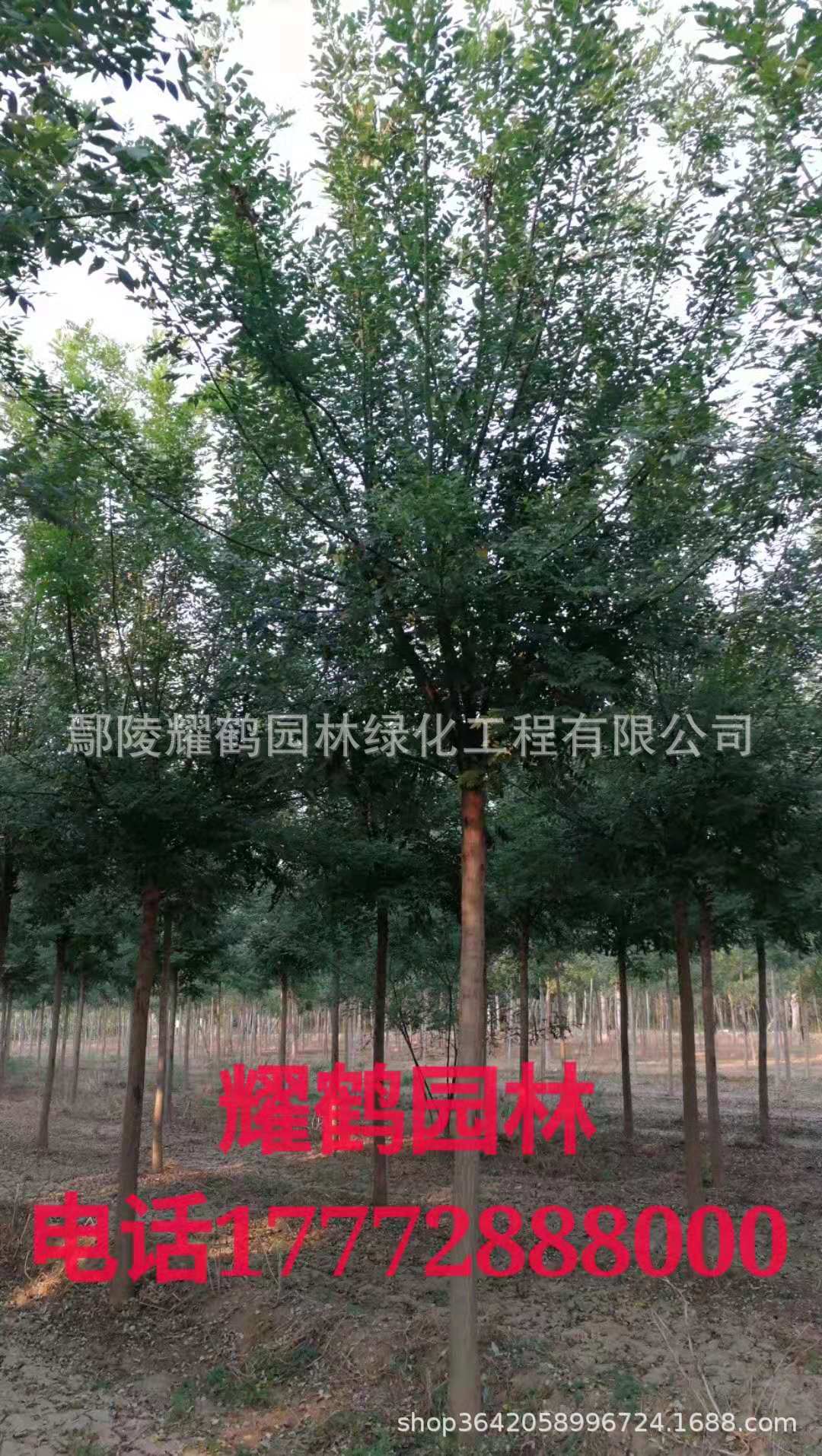 河南鄢陵国槐基地，批发，价格，多少钱？哪里有卖？图片