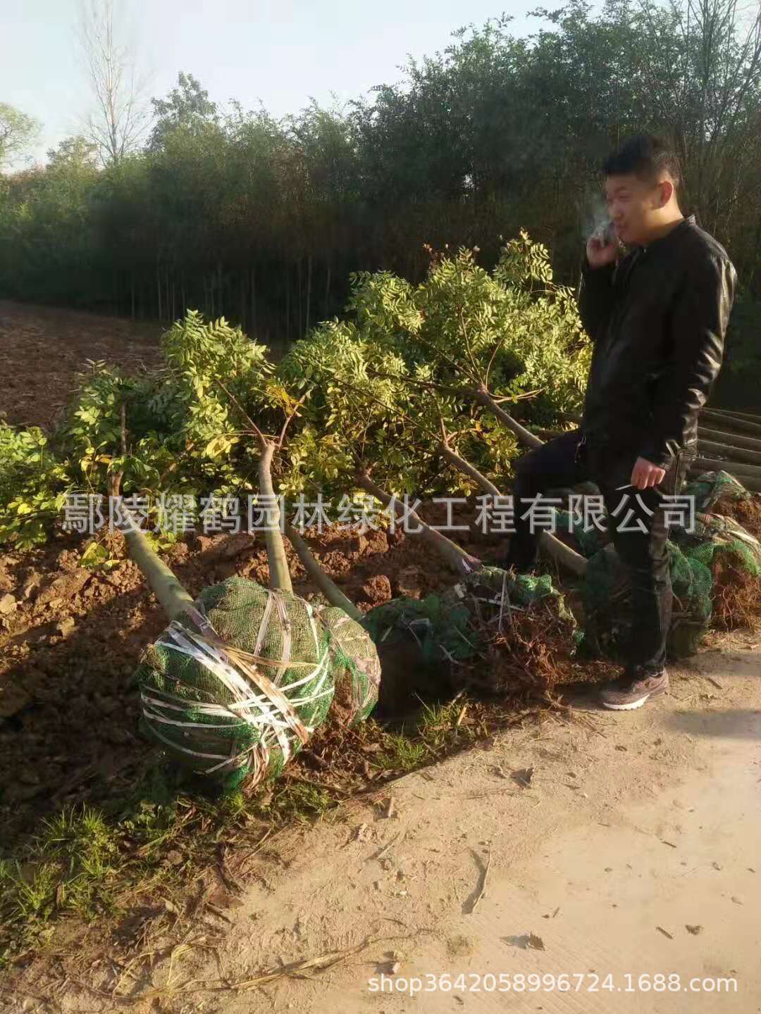 河南鄢陵栾树基地，批发，价格，多少钱？哪里有卖？图片