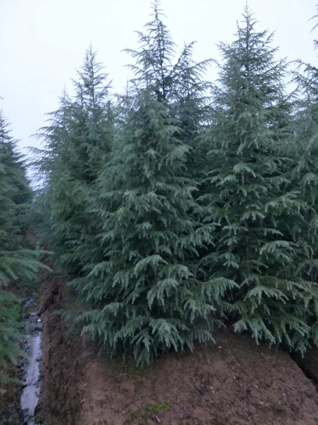 江蘇雪松種植基地、報(bào)價(jià)、效果圖