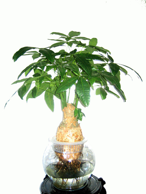 發(fā)財樹圖片/發(fā)財樹樣板圖 (2)