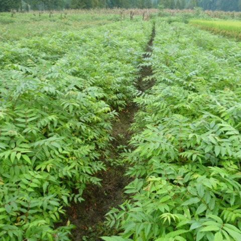 栾树小苗 栾树批发价格 黄山栾树现挖现发图片