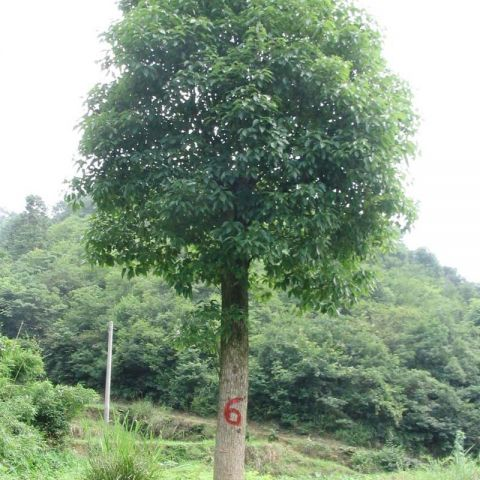 香泡苗供应_香泡苗批发商咨询电话 江西香泡苗基地图片