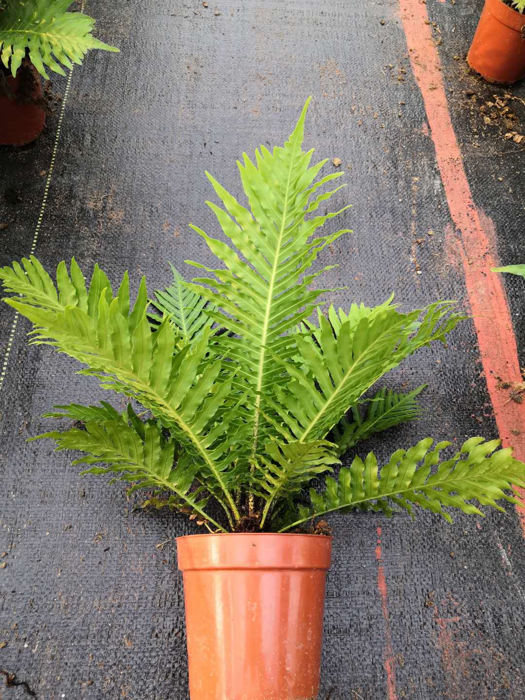 蕨類(lèi)觀葉植物富貴蕨圖片/蕨類(lèi)觀葉植物富貴蕨樣板圖 (4)