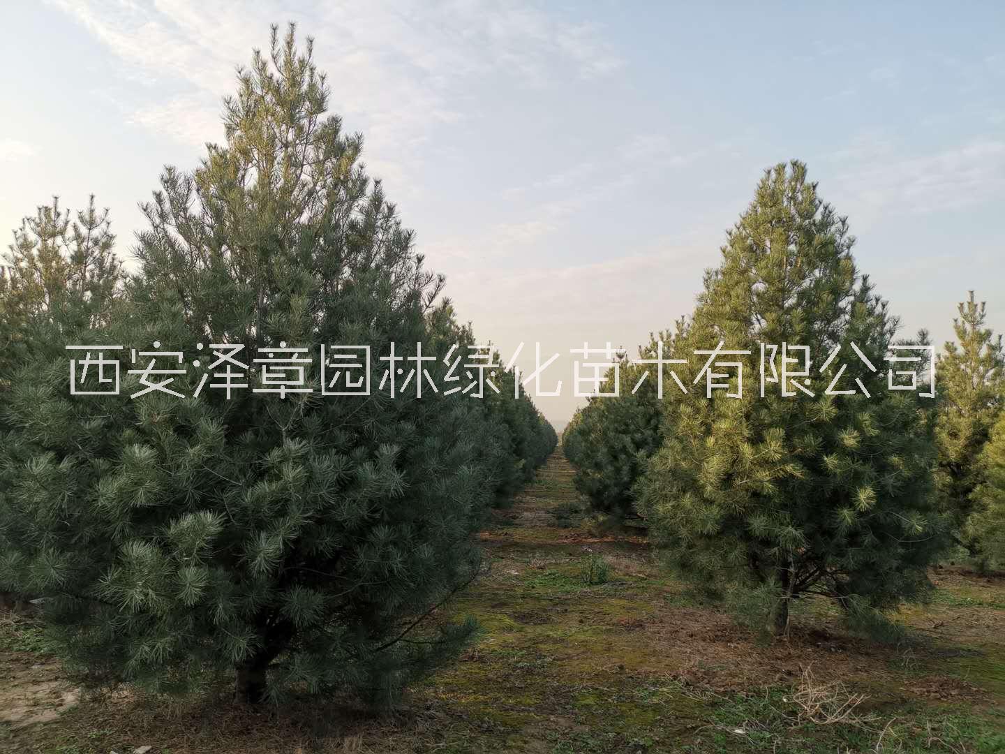 西安雪松基地批发价格【西安泽章园林绿化苗木种植基地】图片