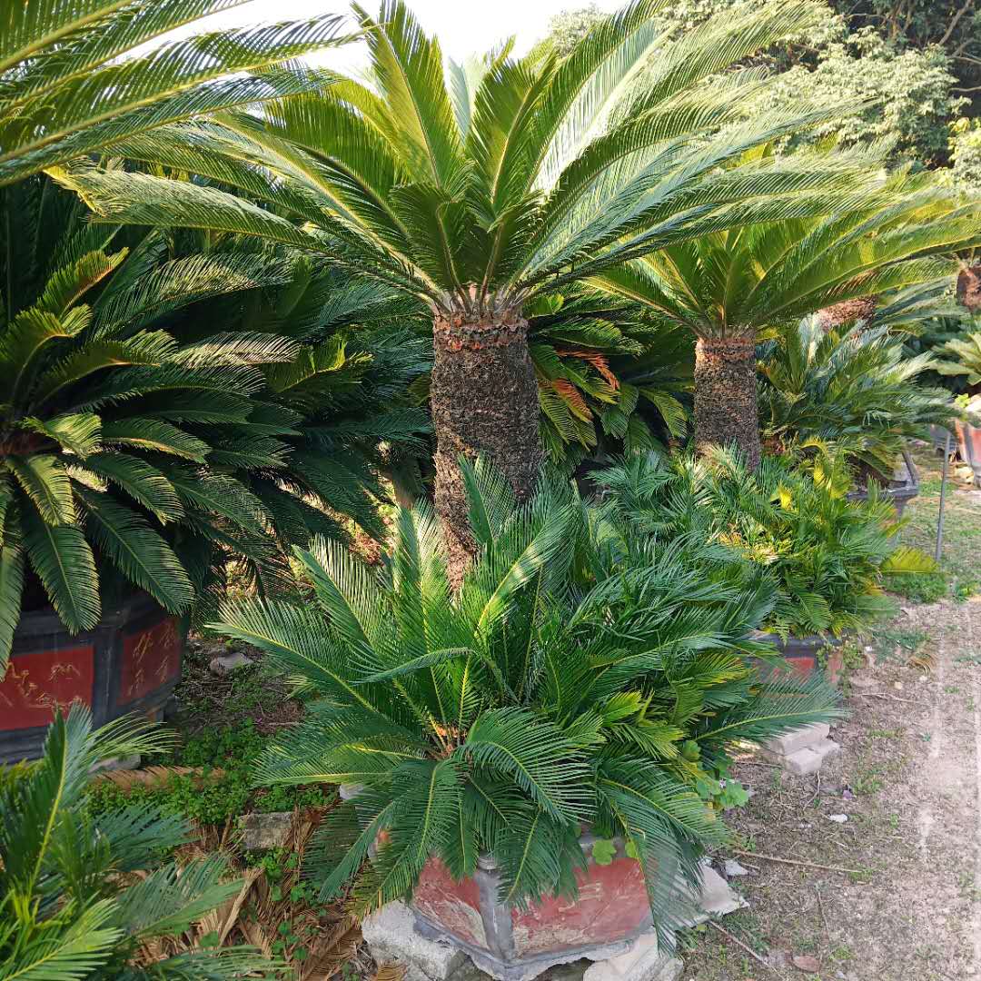 蘇鐵樹圖片/蘇鐵樹樣板圖 (4)