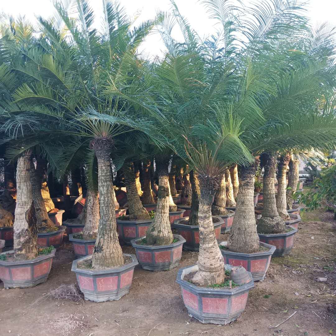 福建蓖齒蘇鐵圖片