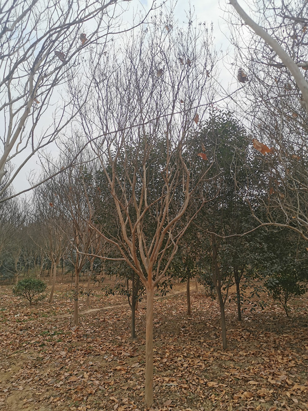叢生紫薇種植基地批發(fā)、湖南叢生紫薇哪有貨、叢生紫薇多少錢一棵圖片