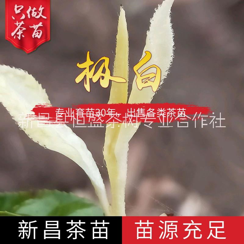 正宗新安号极白茶苗种植基地批发价格图片