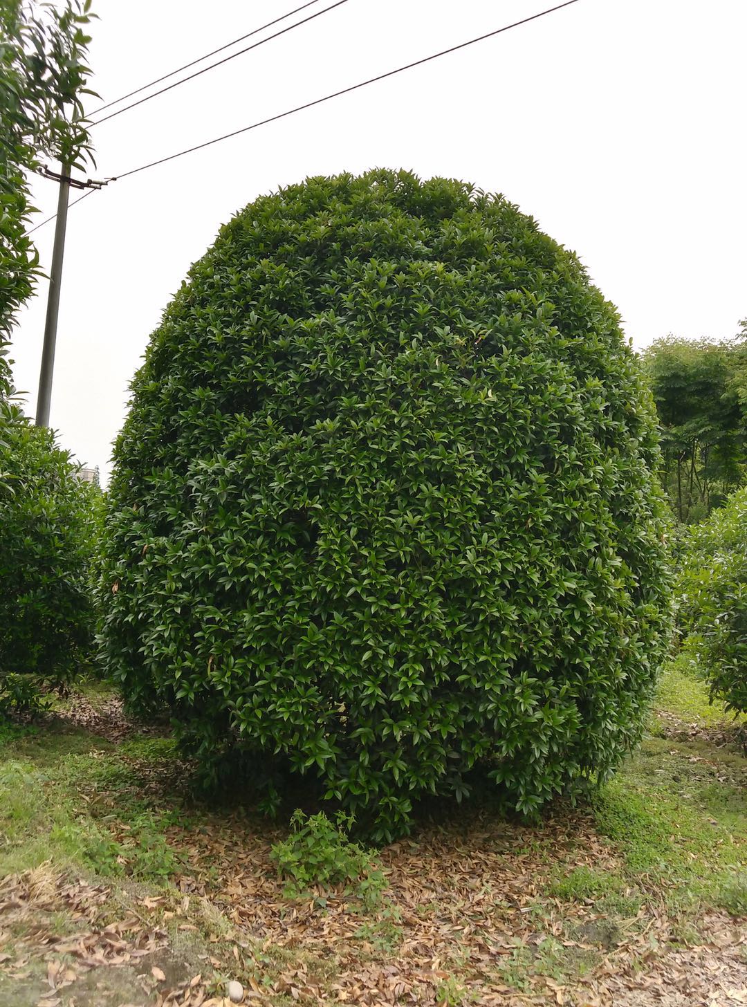 成都地籠桂花   地籠桂花優(yōu)質(zhì)供應(yīng)商  地籠桂花基地直銷(xiāo)
