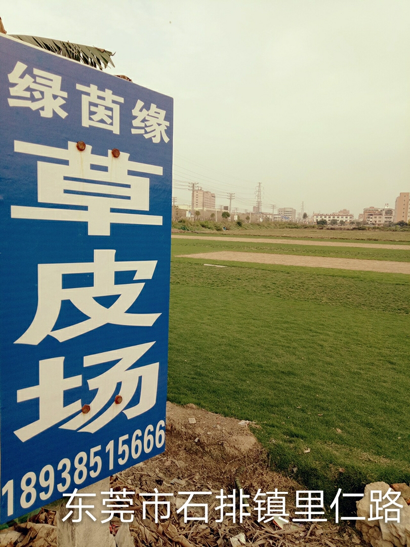 訂購草皮請您實(shí)地考察買得放心：東莞市石排鎮(zhèn)綠茵緣草皮基地‖馬尼拉草坪草皮、暖季型、規(guī)格22cm