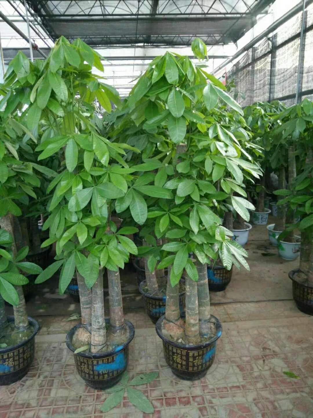 燕郊卖绿植盆栽的花卉市场