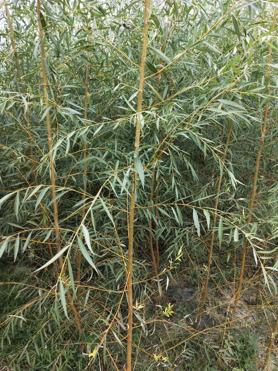 饅頭柳價(jià)格圖片