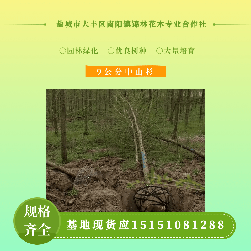 中山杉种植基地、销售、大量供应、供货商【盐城市大丰区南阳镇锦林花木合作社】图片