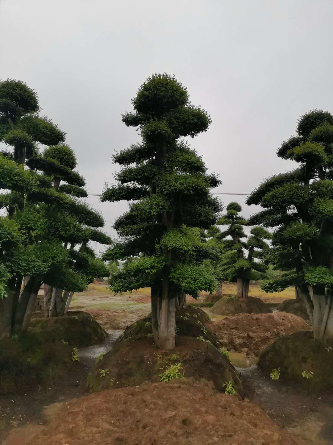 造型小叶女贞树+景观树+造型树+风景树_小叶女贞造型树基地 [湖南省浏阳市绿海种植合作社]图片