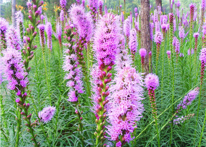 青州宿根草花蛇鞭菊基地 银叶菊 美国薄荷 青州时令草花基地批发价格 -城市绿化景观用花【青州市林益源苗木专业合作社】图片