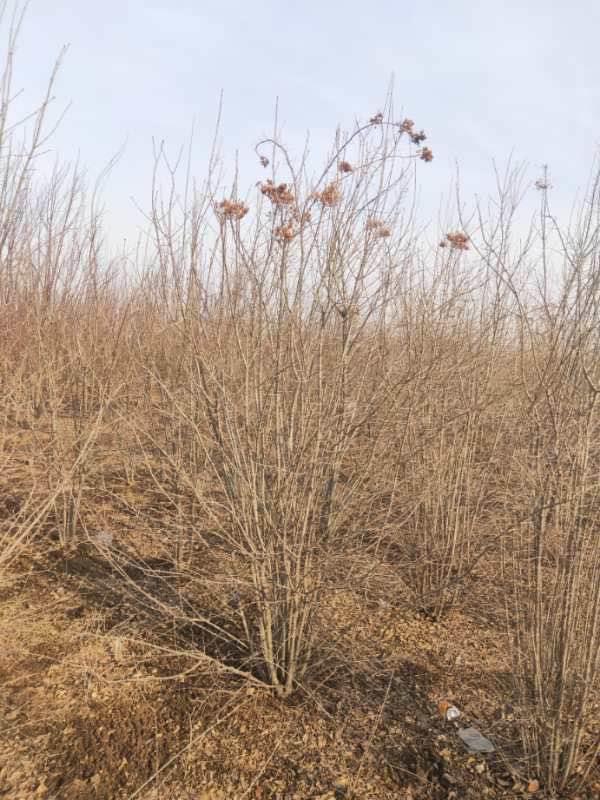 爆馬丁香圖片/爆馬丁香樣板圖 (3)