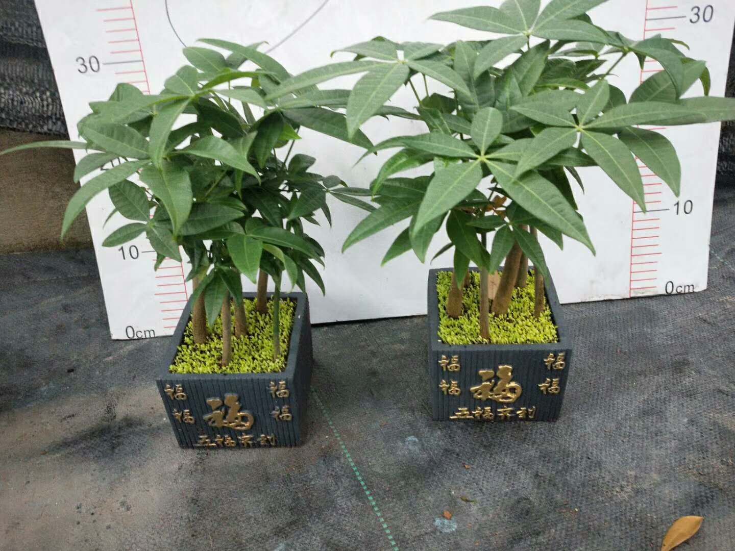 江苏发财树小盆栽批发 - 盆栽发财树种植基地 - 发财树盆栽批发 - 全国热销_发财树小盆栽批发基地