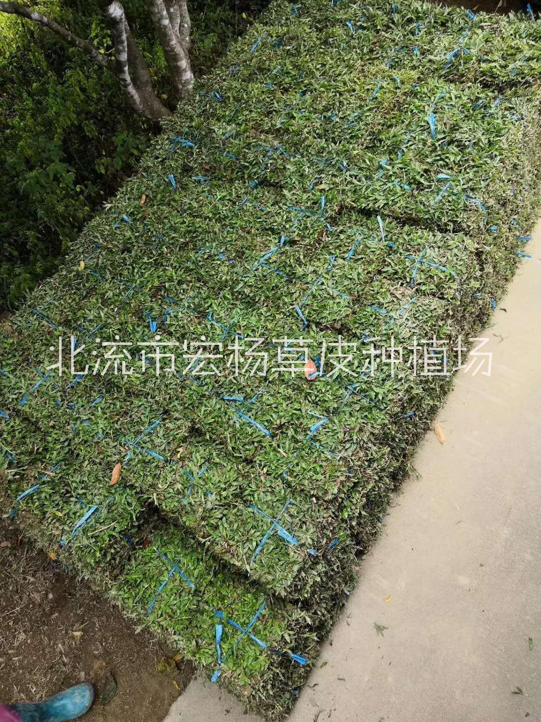 玉林市大葉油草圖片/玉林市大葉油草樣板圖 (4)