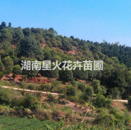 桂花樹圖片/桂花樹樣板圖 (3)