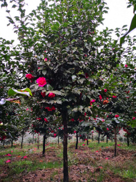 茶花圖片/茶花樣板圖 (4)