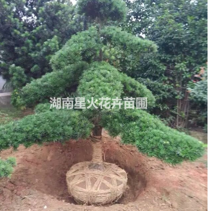 羅漢松圖片/羅漢松樣板圖 (2)