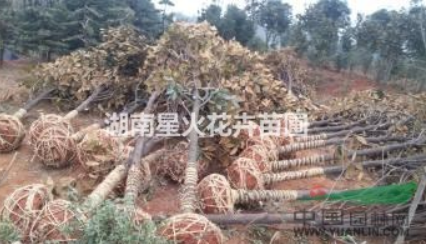 廣玉蘭樹(shù)圖片/廣玉蘭樹(shù)樣板圖 (3)