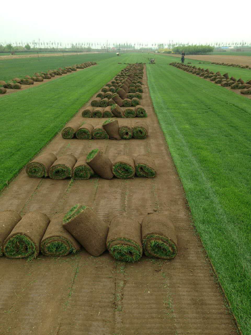 草坪廠家供應商圖片/草坪廠家供應商樣板圖 (4)