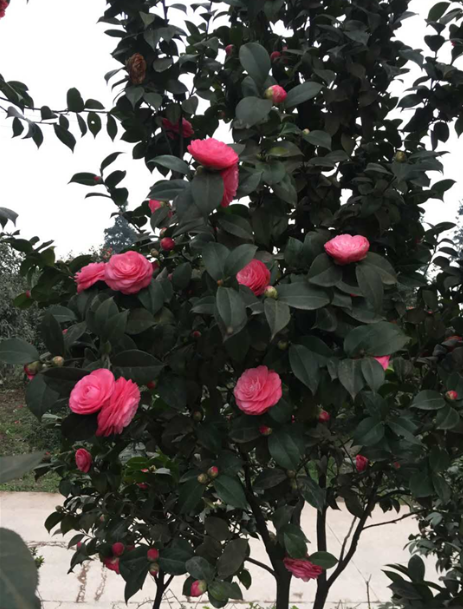 小陽(yáng)紅圖片/小陽(yáng)紅樣板圖 (3)